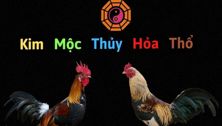 Cách Xem Màu Mạng Gà Đá
